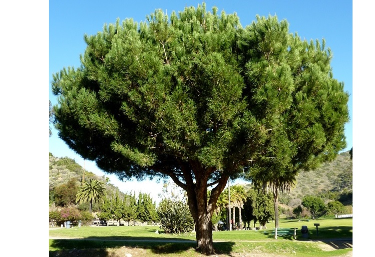 Pinus Pinea